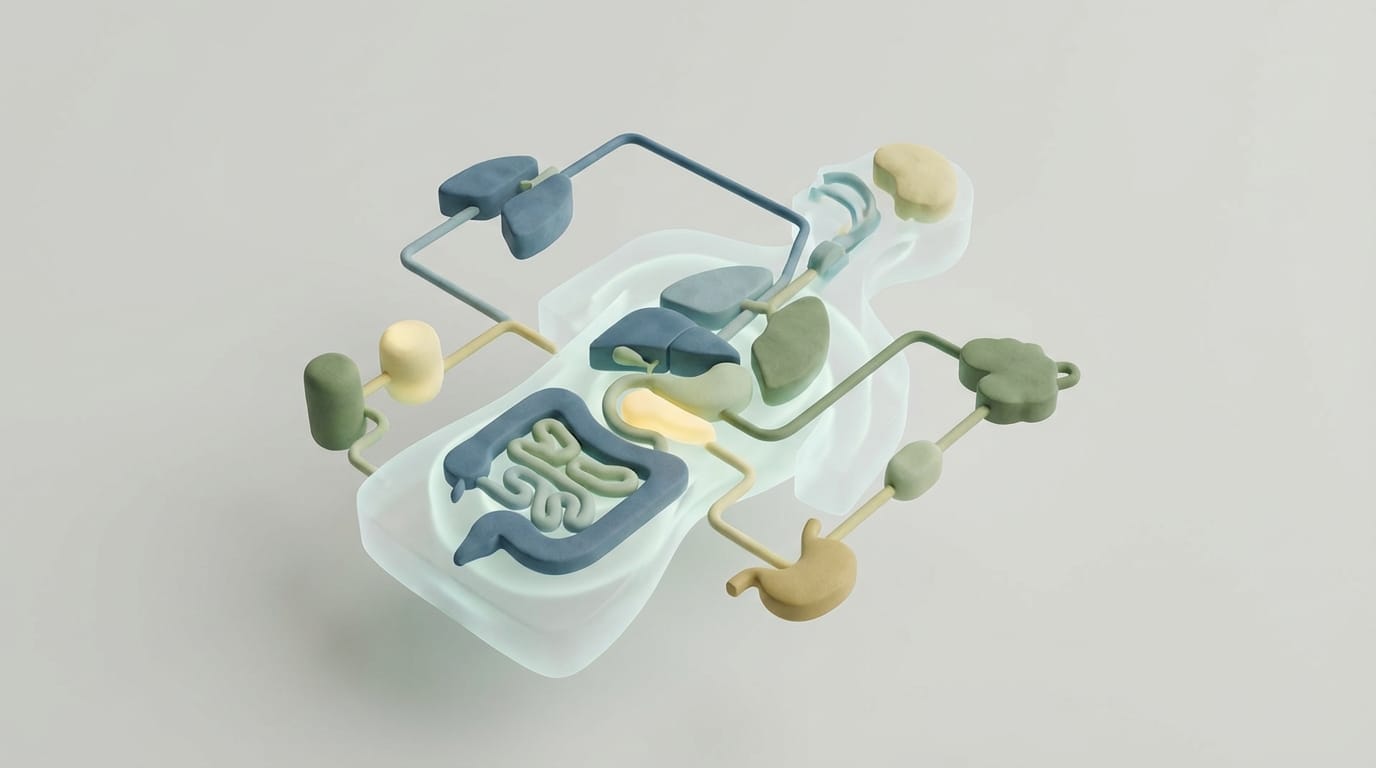 Featured image for How Inter-organ Communication Accelerates Systemic Healing