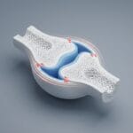Featured image for How the Bone Remodeling Process Adapts to Physical Stress