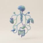 Featured image for How Vagus Nerve Anatomy Directs Your Physical Well-Being