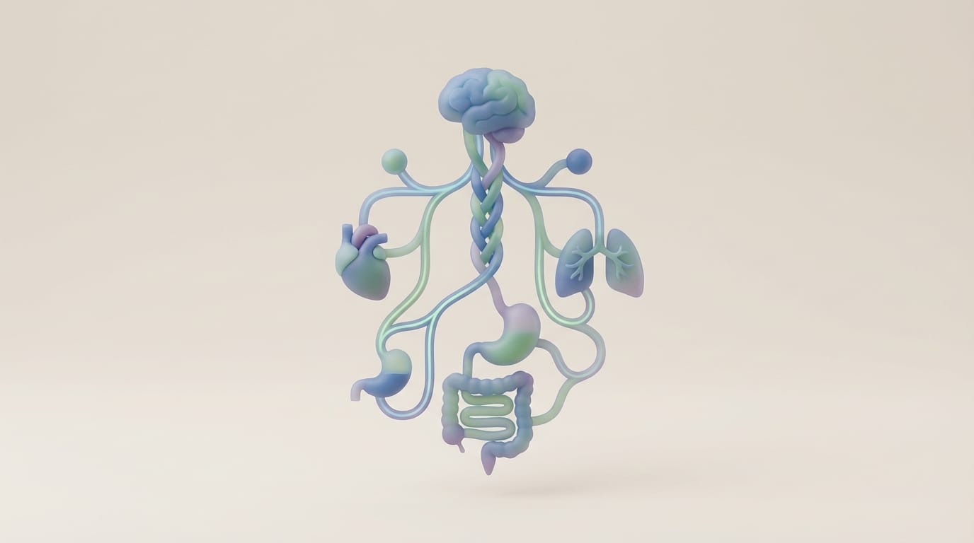 Featured image for How Vagus Nerve Anatomy Directs Your Physical Well-Being