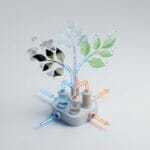 Featured image for How Transpiration Explains Why Houseplant Leaves Turn Black