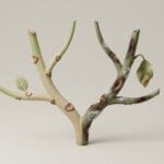 Featured image for How to Distinguish Houseplant Stem Scarring vs Disease